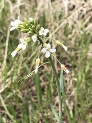 Boechera grahamii