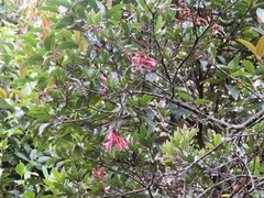 Bejaria