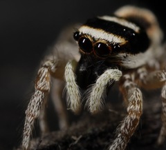 Salticus austinensis