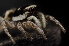 Salticus austinensis