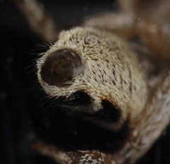 Salticus austinensis