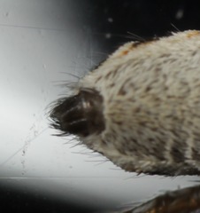 Salticus austinensis