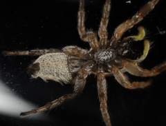 Salticus austinensis