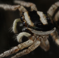 Salticus austinensis