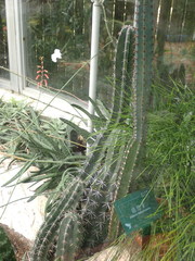 Hatiora salicornoides
