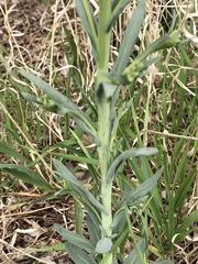 Boechera grahamii