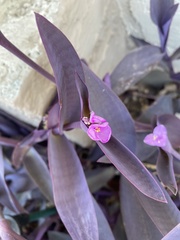Tradescantia
