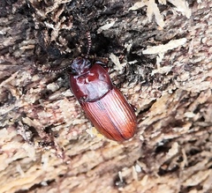 Uloma culinaris