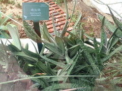 Gasteria gracilis