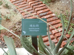 Gasteria gracilis