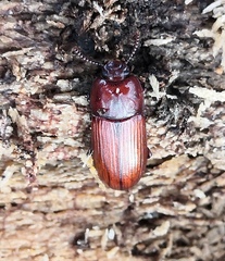 Uloma culinaris