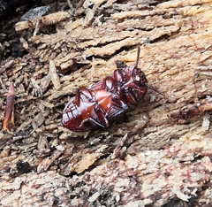 Uloma culinaris