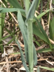 Boechera grahamii