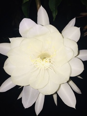 Epiphyllum oxypetalum