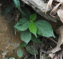 Boehmeria pilosiuscula