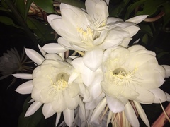 Epiphyllum oxypetalum