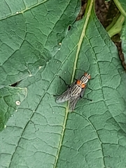 Diptera