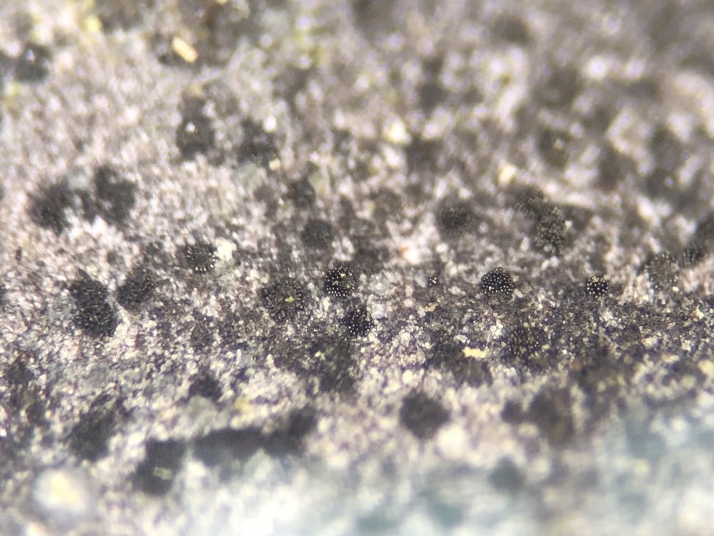 Berkleasmium inflatum