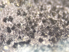 Berkleasmium inflatum
