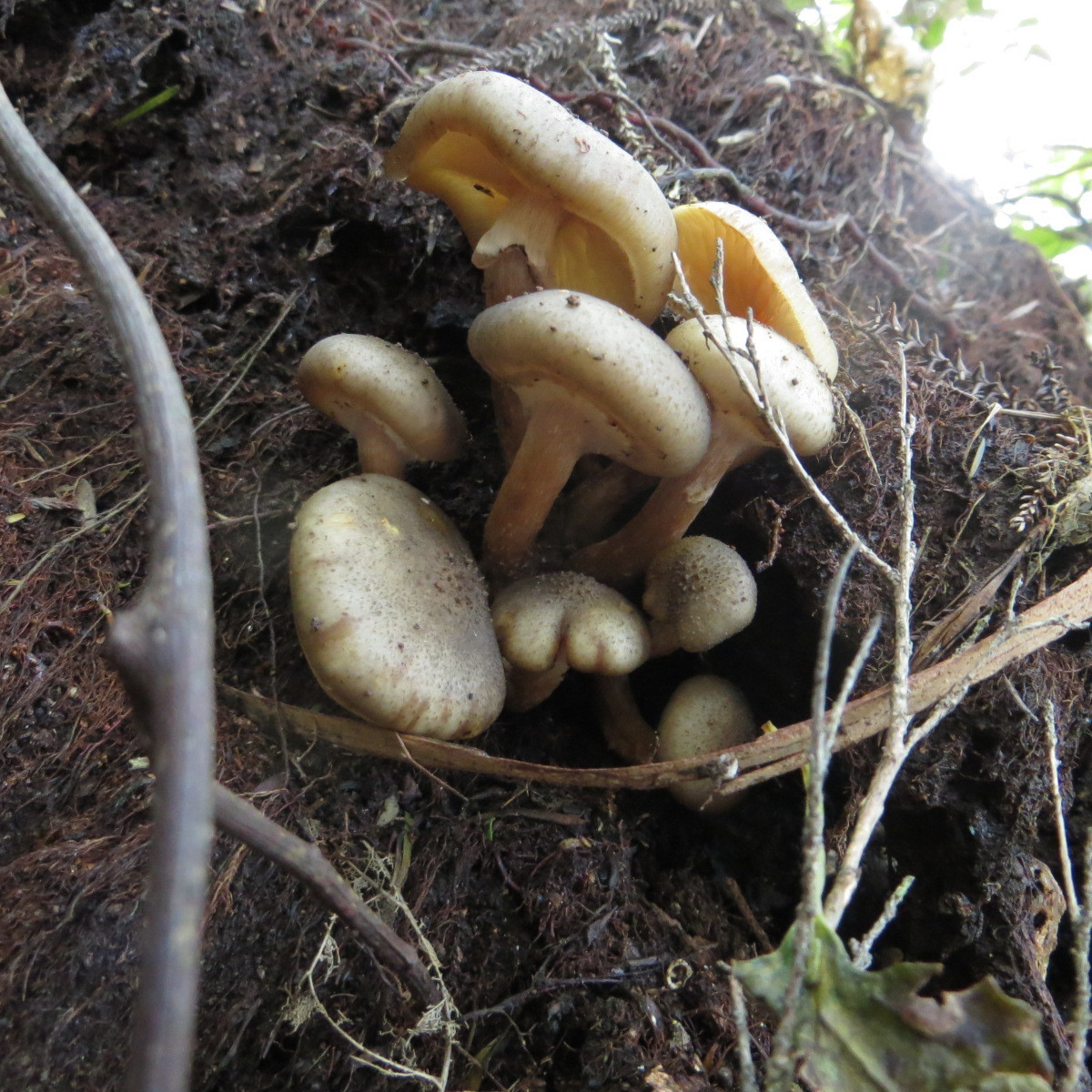 Armillaria limonea image