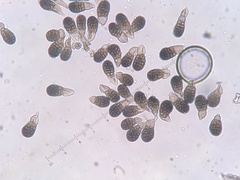 Berkleasmium inflatum