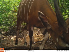 Tragelaphus eurycerus eurycerus