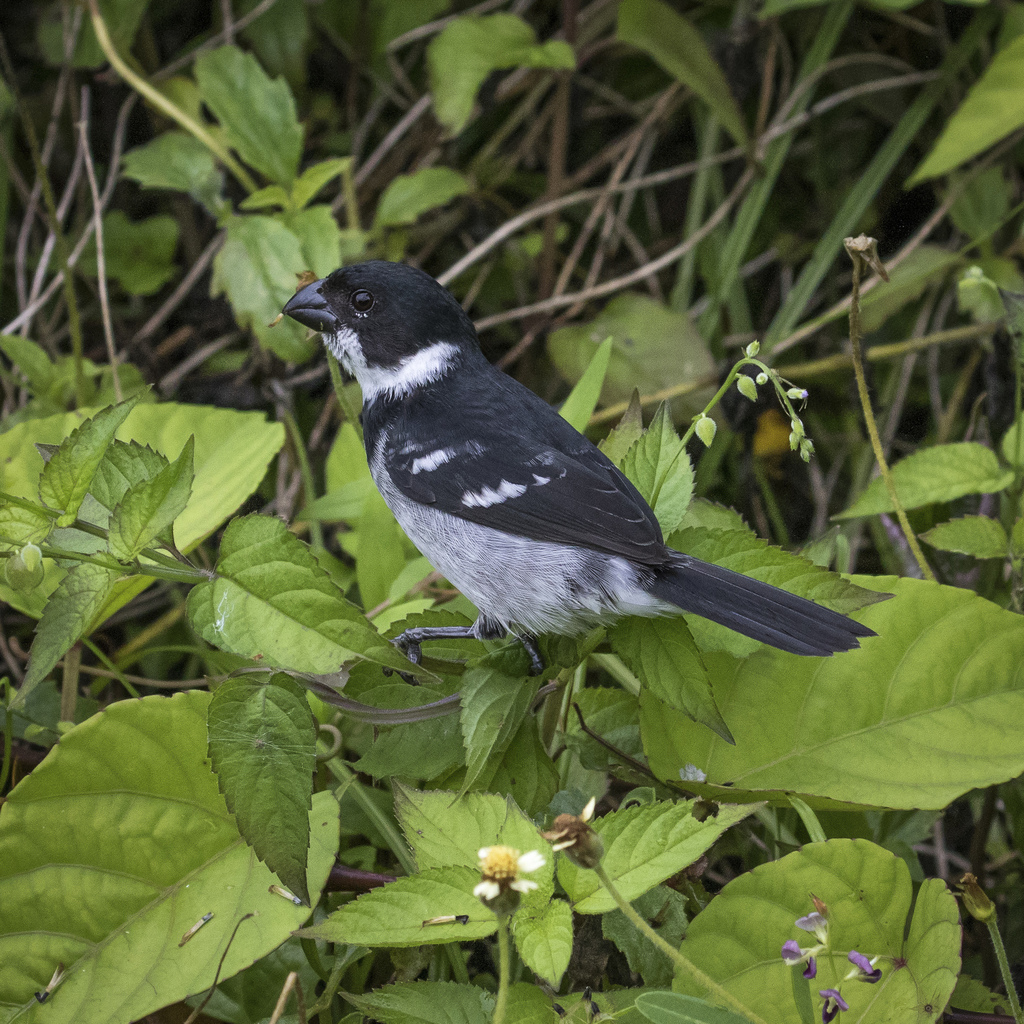 Wing-barred Seedeater photo