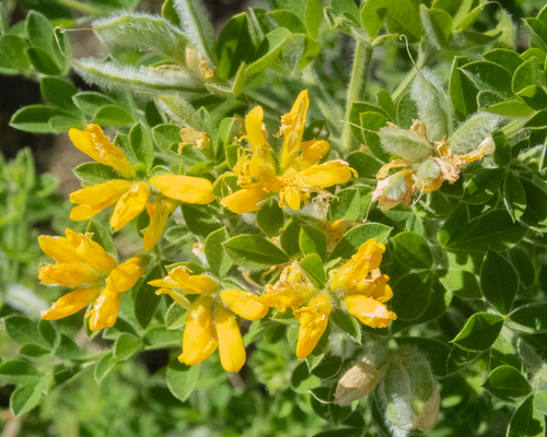 Genista monspessulana