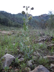 Asclepias elata