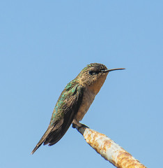 Thaumastura cora