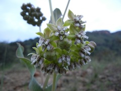 Asclepias elata