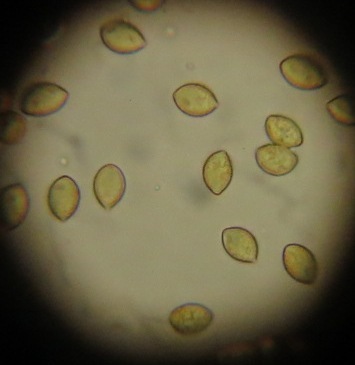 Descolea gunnii image