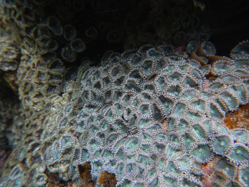 Zoanthus gigantus