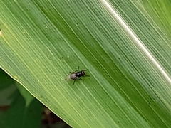 Diptera
