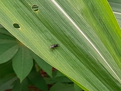 Diptera
