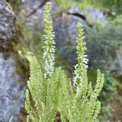 Anarrhinum duriminium
