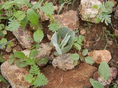Asclepias nummularia