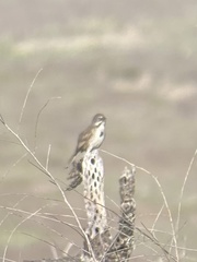 Artemisiospiza belli clementeae