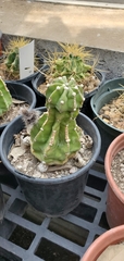 Echinopsis subdenudata