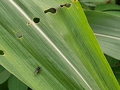 Diptera