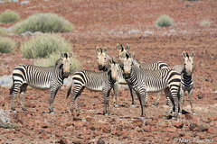 Equus zebra hartmannae