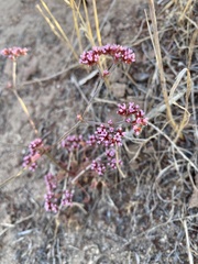 Chorizanthe staticoides