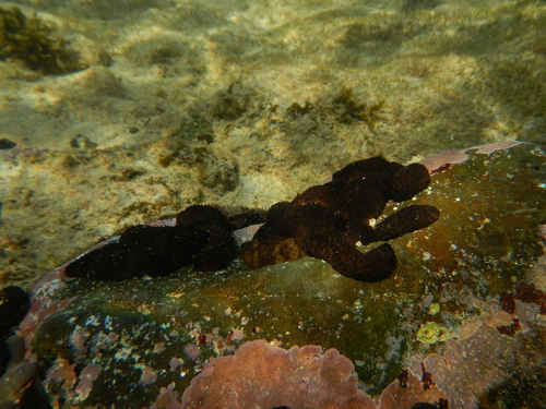 Holothuria difficilis
