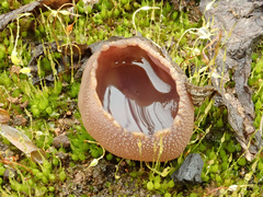 Geoscypha violacea