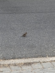 Passer domesticus domesticus