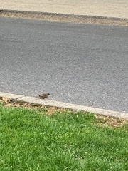 Passer domesticus domesticus