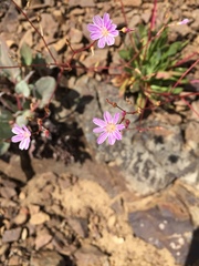 Lewisia columbiana