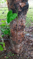 Philodendron hederaceum