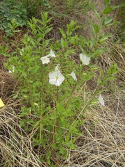 Ipomoea petrophila