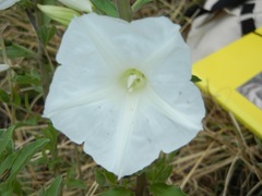 Ipomoea petrophila